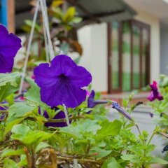 Гостевой Дом Petunia Garden Homestay фото 16