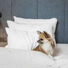 Radisson Collection, Strand Hotel, Stockholm с домашними животными