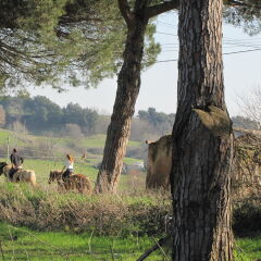 Отель Parco delle Nazioni фото 3