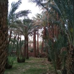 Отель Riad Dar Zaouia Марокко, Загора - отзывы, цены и фото номеров - забронировать отель Riad Dar Zaouia онлайн фото 7
