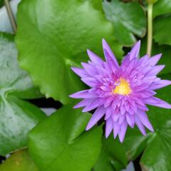 Bangkok Hotel Lotus Sukhumvit Бангкок фото 12