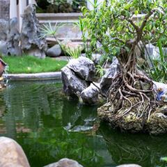 Отель Bonsai Homestay Хойан приотельная территория