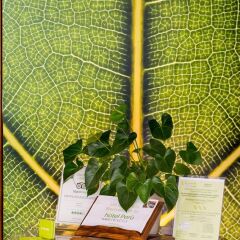 Отель Ambienthotels Peru Италия, Римини - 2 отзыва об отеле, цены и фото номеров - забронировать отель Ambienthotels Peru онлайн сауна