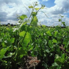 Отель Ibis Saint Emilion Франция, Сент-Эмильон - отзывы, цены и фото номеров - забронировать отель Ibis Saint Emilion онлайн фото 6