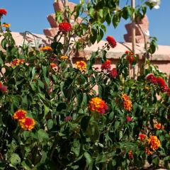 Отель Riad Ella Марокко, Марракеш - отзывы, цены и фото номеров - забронировать отель Riad Ella онлайн фото 4