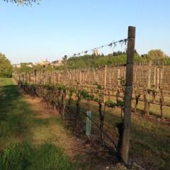Отель Agriturismo La Torretta da Valentina Сольферино фото 7
