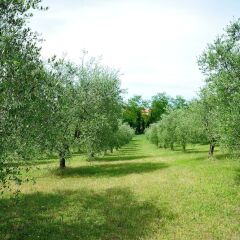Отель Agriturismo al Colle Бертиноро фото 3