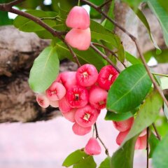 Отель Riverside Plum Garden Homestay с домашними животными