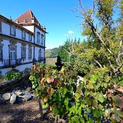 Отель Casa das Torres de Oliveira Португалия, Мезан-Фриу - отзывы, цены и фото номеров - забронировать отель Casa das Torres de Oliveira онлайн фото 16