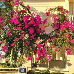 Kamer Suites & Hotel Чешме фото 9