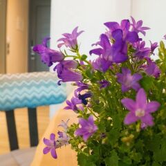 Апартаменты Costa Domus Blue Luxury Apartments с домашними животными