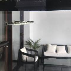Отель Island Beach House Мальдивы, Атолл Каафу - отзывы, цены и фото номеров - забронировать отель Island Beach House онлайн комната для гостей
