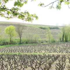 Отель La Maison Des Vignes Франция, Бордо - отзывы, цены и фото номеров - забронировать отель La Maison Des Vignes онлайн фото 7