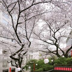 Отель Prince Sakura Tower Токио фото 10