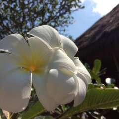 Отель Bow Thong Beach Resort