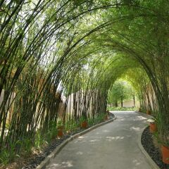 Отель The Naka Island, A Luxury Collection Resort and Spa, Phuket фото 8