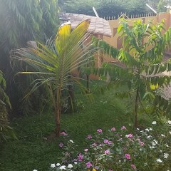 Отель Aparthotel Jardin Tropical фото 7
