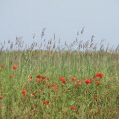 Отель Varnaflats Guest Rooms Болгария, Варна - отзывы, цены и фото номеров - забронировать отель Varnaflats Guest Rooms онлайн приотельная территория