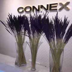 Отель The Connex Asoke Бангкок с домашними животными