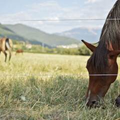 Отель Agriturismo Cardito Италия, Читтадукале - отзывы, цены и фото номеров - забронировать отель Agriturismo Cardito онлайн приотельная территория фото 2