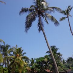 Hotel Star White Negombo фото 3