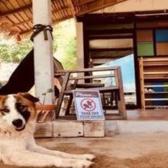 Ozone Hostel Ланта с домашними животными