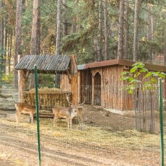 SPA Hotel Borova Gora детские мероприятия