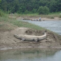 Отель Jungle Safari Lodge Непал, Саураха - отзывы, цены и фото номеров - забронировать отель Jungle Safari Lodge онлайн приотельная территория