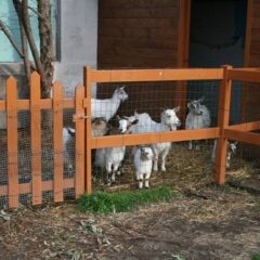 Отель Azienda Agrituristica Vivi Natura Италия, Помпеи - отзывы, цены и фото номеров - забронировать отель Azienda Agrituristica Vivi Natura онлайн фото 17