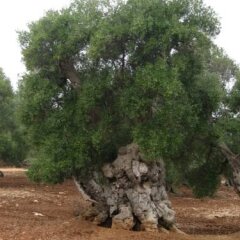 Отель Masseria La Gravina Кастелланета фото 10