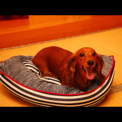 Отель Yunoyado Kiyomori (Stay with Pet) Никко с домашними животными