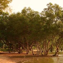 Отель The Mangrove Panwa Phuket Resort пляж фото 2