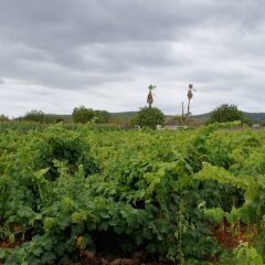 Отель Agroturismo Sa Vinya d'en Palerm фото 14