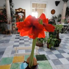 Отель La Casa Grande