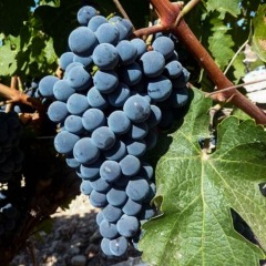 Отель Holiday Villa in Douro Valley фото 3