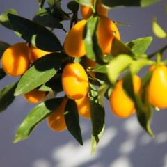 Отель Urban Garden фото 2