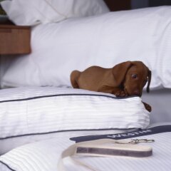 Отель The Westin Columbus Колумбус с домашними животными