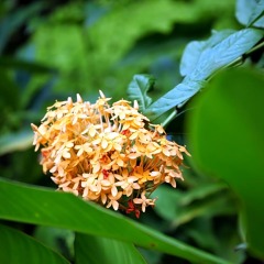 Отель Hibiscus Villa фото 4