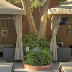 Treasure Island Hotel & Casino с домашними животными