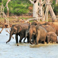 Отель Back of Beyond - Safari Lodge Yala