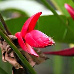 Отель Hibiscus Villa фото 7