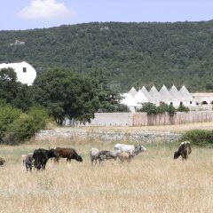 Отель Masseria Pilano Италия, Криспьяно - отзывы, цены и фото номеров - забронировать отель Masseria Pilano онлайн фото 8