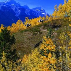 Отель Hyatt Regency Calgary Канада, Калгари - отзывы, цены и фото номеров - забронировать отель Hyatt Regency Calgary онлайн приотельная территория