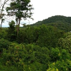Отель Ananda Place Phuket фото 2