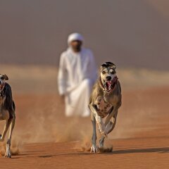 Отель Anantara Qasr Al Sarab Resort And Spa Оазис Лива с домашними животными