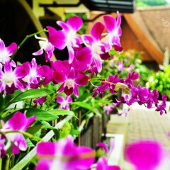 Отель Orchidacea Resort фото 2