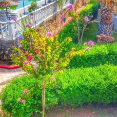 Altinkum Tatil Koyu Турция, Силифке - отзывы, цены и фото номеров - забронировать отель Altinkum Tatil Koyu онлайн фото 7