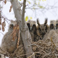 Sultan Pansion Bird Paradise Турция, Орханлы - отзывы, цены и фото номеров - забронировать отель Sultan Pansion Bird Paradise онлайн пляж