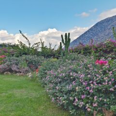 Отель Bali Paradise Hotel Греция, Милопотамос - отзывы, цены и фото номеров - забронировать отель Bali Paradise Hotel онлайн фото 14