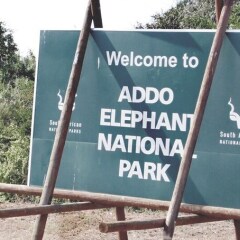 Отель Addo Elephant Back Safaris and Lodge Южная Африка, Аддо - отзывы, цены и фото номеров - забронировать отель Addo Elephant Back Safaris and Lodge онлайн фото 6
